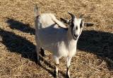 2- pigmy goats