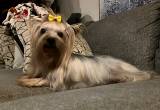 Yorkie CKC Yorkshire Terrier 3 yr male