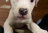 Jewel the Blue & white pitbull