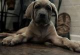 Gorgeous Iccf registered Cane Corso