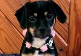Danika Queen Elizabeth Pocket Beagle