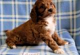 Adorable Cavapoo puppies