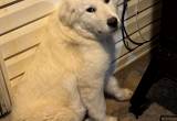6 mos old female Great Pyrenees