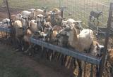 Sheep Herd Sell Out