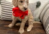 F1bb Goldendoodle puppies