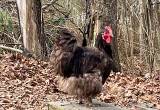 Chocolate Orpington Rooster