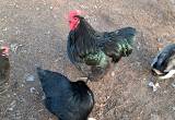 Black Orphington Roo/ Hen pair