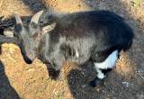 Nigerian Dwarf Goats for sale.