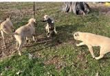 Reg. Black Mouth Cur Pups