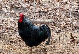 Jersey Giant/ Bardrock Rooster