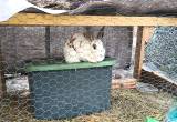 Male New Zealand Rabbit and 2'x8' cage