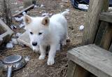 1 Siberian husky puppy