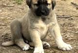 Turkish BOZ Shepherd pups available
