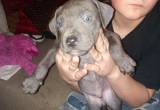 Cane Corso And Blue Pit Mix Puppies!