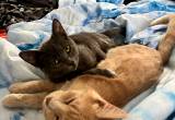 2 sweet kittens for adoption