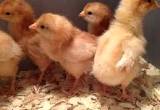 Chicks - ISA Brown, Leghorn, BR & More!