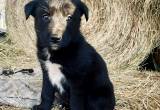 puppies - border collie mix