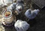 trio of silkies