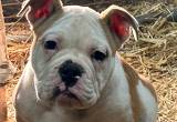 Olde English Bulldog pup for sale