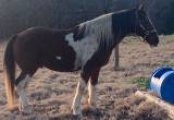 Missouri Fox Trotter Gelding