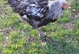 Young Dark Brahma rooster