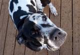 Great dane puppies !