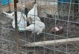 turkeys and ducks and laying hens