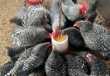 barred rock hatching eggs