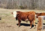 Registered Hereford Bull