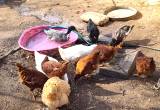 Flock of ducks and chickens rehoming