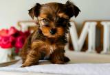 Ckc Yorkie Puppies!