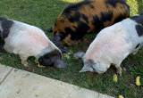 Registered Kune Kune Sows Available