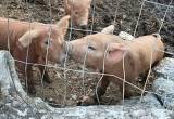 Pure bred Red Wattle Piglets for sale