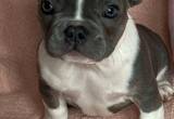 French bulldog Female