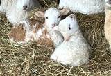 Male/ Female Katahdin lambs for sale