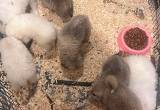 8 great pyrenees puppies