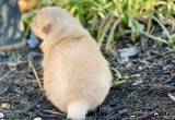 Pomeranians Puppies coming soon