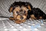 Pure Yorkie Puppies