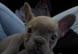 Male French Bulldog