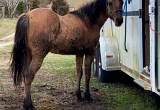 AQHA Bay Dun Roan Colt