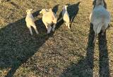 Katahdin lambs and ewes available