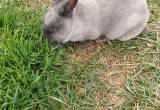 Young Friendly Female Rabbit