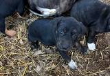 OMCBA Mountain Cur puppies