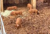 Red Waddle Pigs
