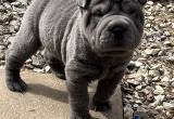 Blue Chinese Shar-pei puppies