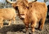 highland cow