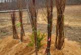 Fruit Trees & Dog Woods