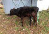 jersey angus cross weaned bull