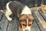 Male Beagle Puppies.