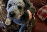 Blue Heeler puppy rehoming